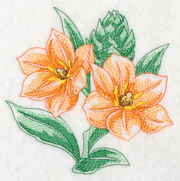 African Star Flower Beauty - Image 4