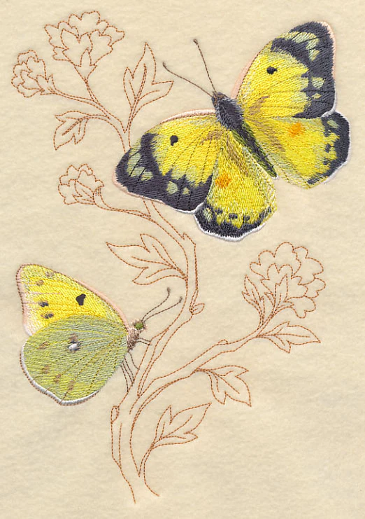 Alfalfa Butterfly on Delicate Branches - Image 5