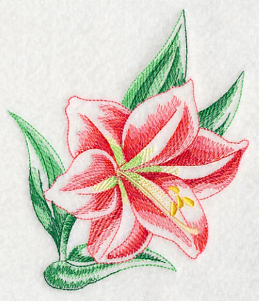 Amaryllis Beauty - Image 4