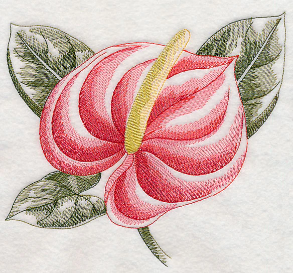 Anthurium Beauty