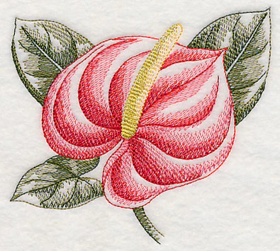 Anthurium Beauty - Image 4
