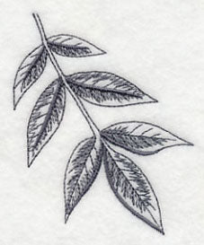 Ash Leaf - Image 3