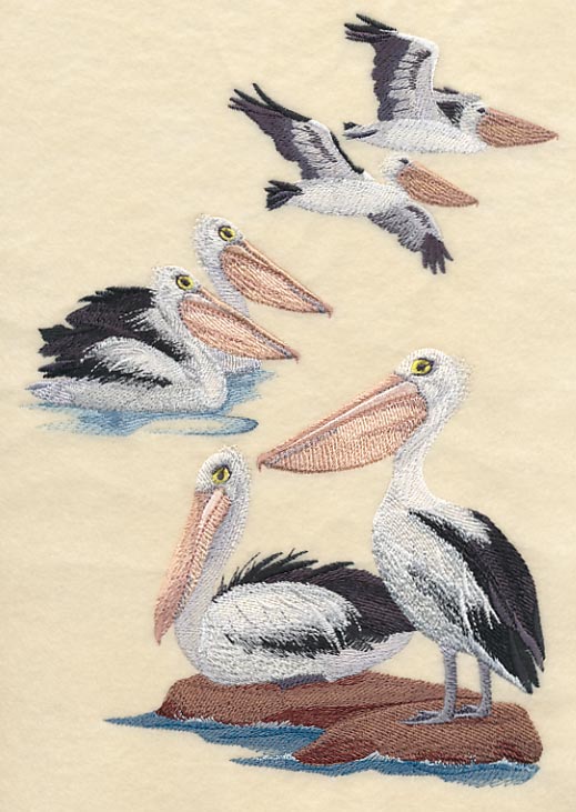 Australian Pelican Collage - Image 2
