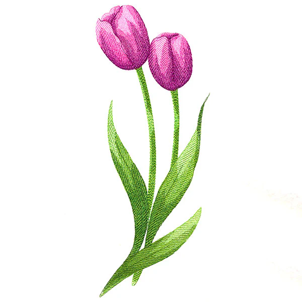 Beautiful Tulips