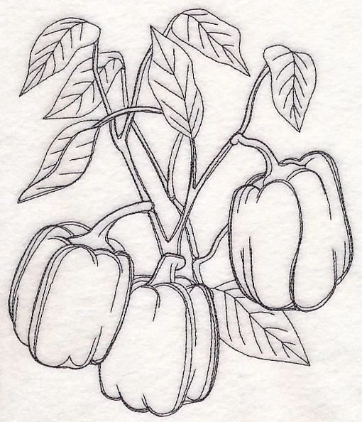 Bell Pepper Etching - Image 6