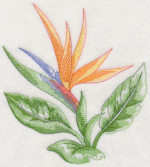 Bird of Paradise Beauty - Image 2