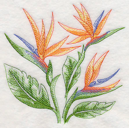 Bird of Paradise Sketch - Image 3