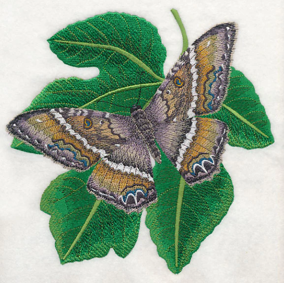 Black Witch Moth - Image 5