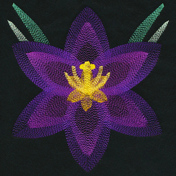 Blooming Garden Crocus