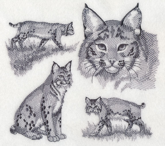 Bobcat Sketch - Image 4