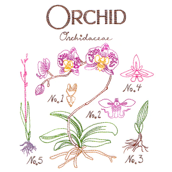 Botanical Illustrations - Orchid - Image 5