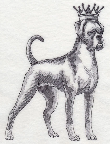 Boxer in Crown