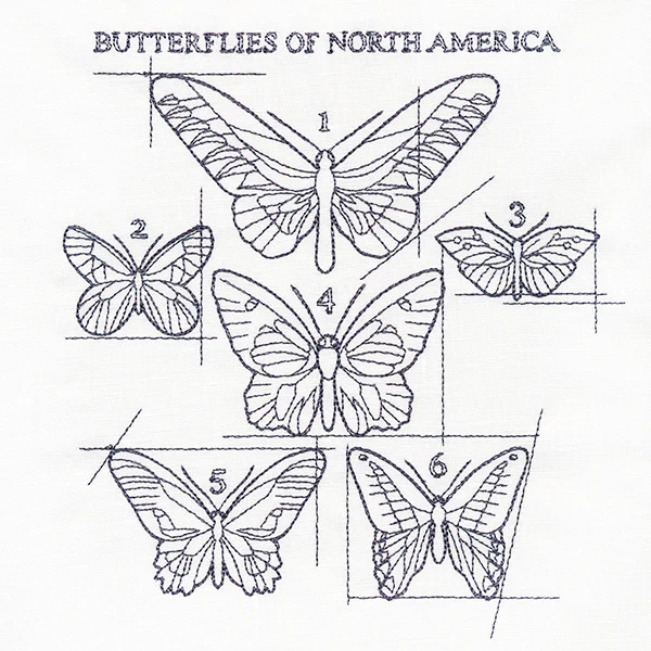 Butterflies of North America Schematic - Image 4