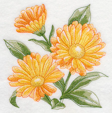 Calendula Sketch - Image 3