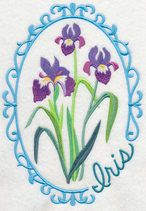 Cameo Iris - Image 6