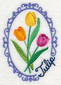 Cameo Tulip - Image 5