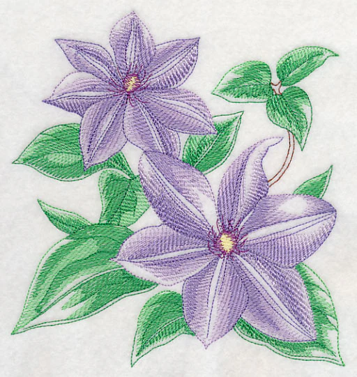Clematis Sketch - Image 2