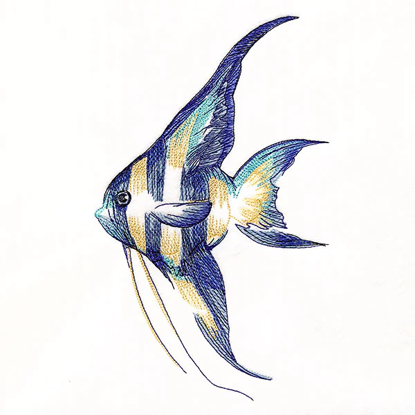 Contours of Beauty Angel Fish