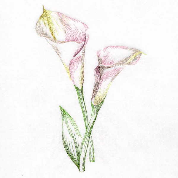 Contours of Beauty Calla Lily - Image 3