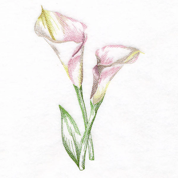 Contours of Beauty Calla Lily - Image 7