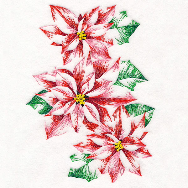 Contours of Beauty Poinsettias - Image 6
