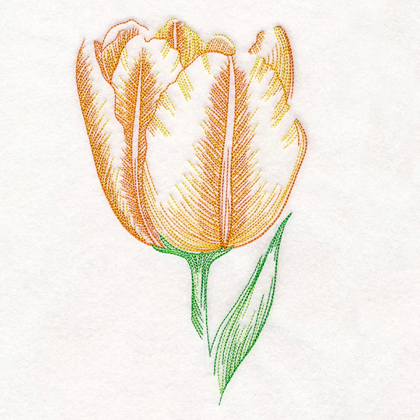 Contours of Beauty Tulip - Image 2
