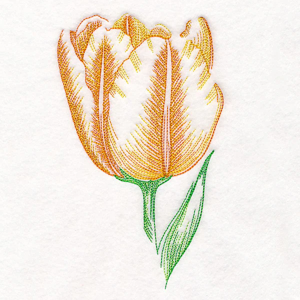 Contours of Beauty Tulip - Image 4