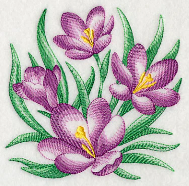 Crocus Sketch - Image 4