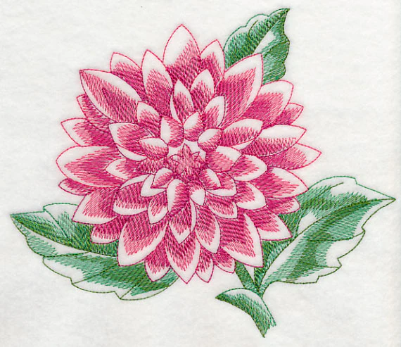 Dahlia Beauty