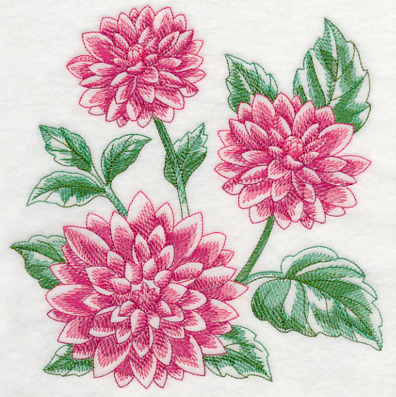 Dahlia Sketch