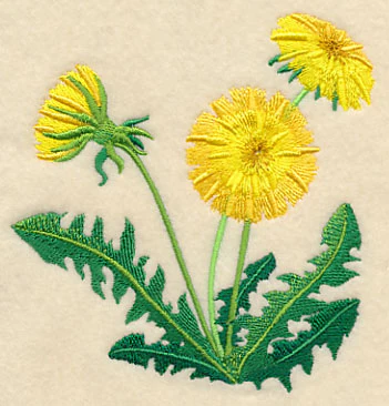 Dandelion Blossoms