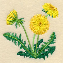 Dandelion Blossoms - Image 2