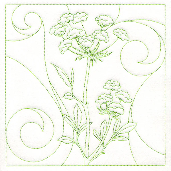 Delicate Wildflowers - Queen Anne's Lace
