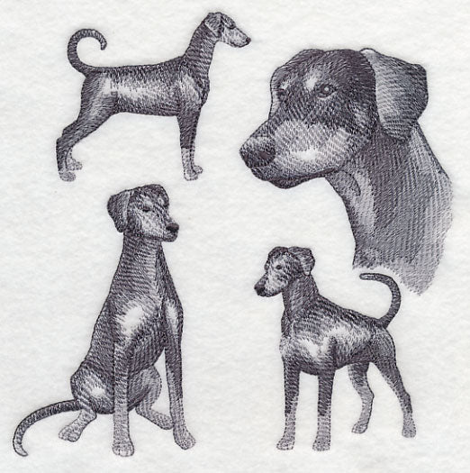 Doberman Sketch (Full Tail and Ears) - Image 2