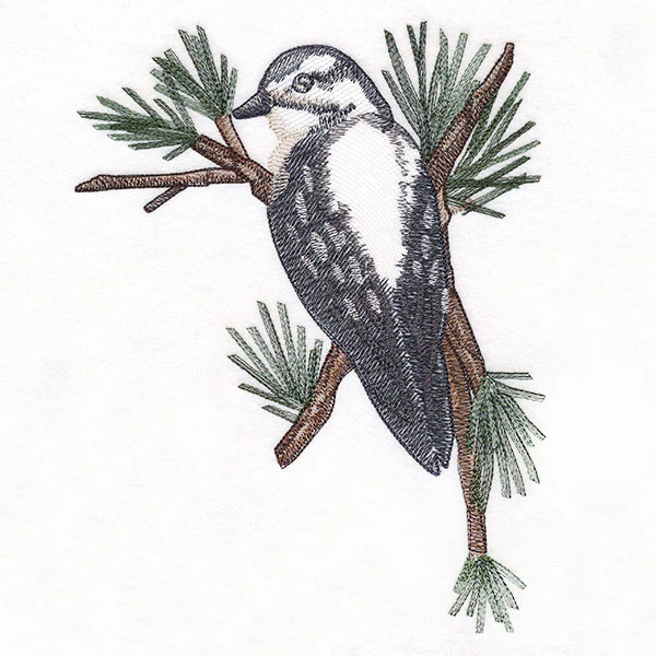 Downy Woodpecker on Branches Corner - Female
