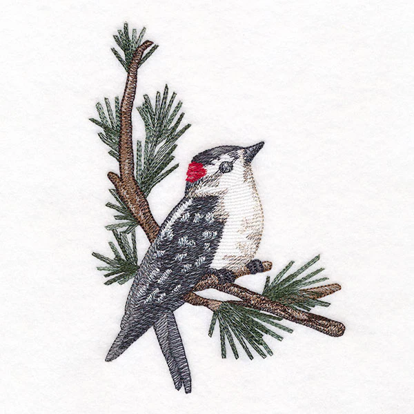 Downy Woodpecker on Branches Corner - Male - Image 5