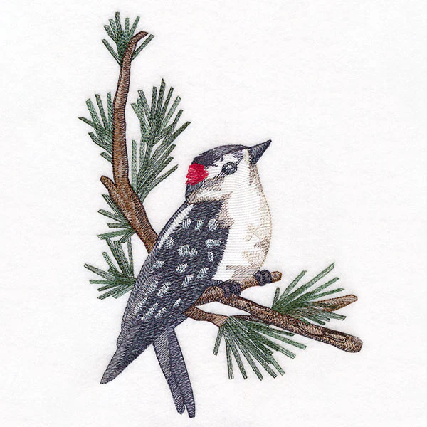 Downy Woodpecker on Branches Corner - Male - Image 7