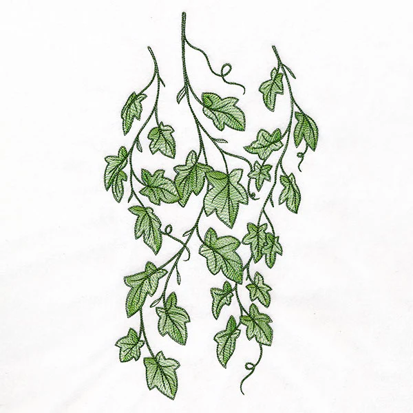 Draping English Ivy Border