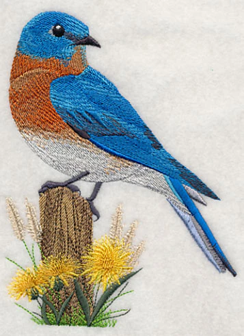 Eastern Bluebird at Rest - Image 3