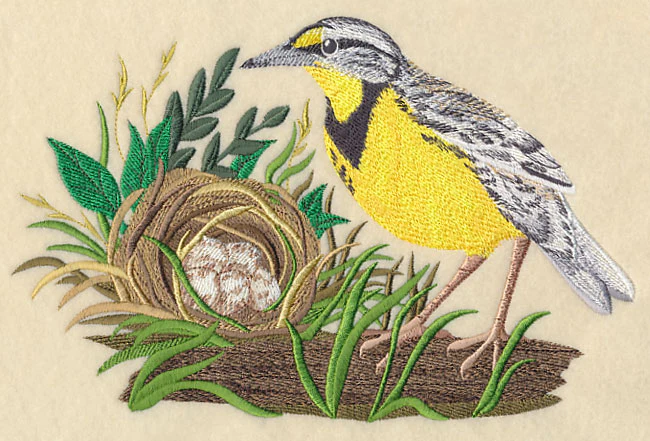 Eastern Meadowlark and Nest - Image 2