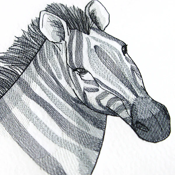 Elusive Zebra - Image 4