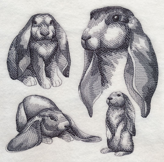 English Lop Sketch - Image 2