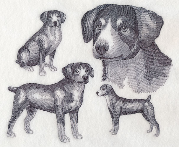Entlebucher Mountain Dog Sketch (Docked Tail) - Image 4