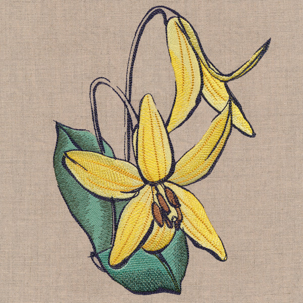 Flowers of the Forest - Trout Lily - Image 2