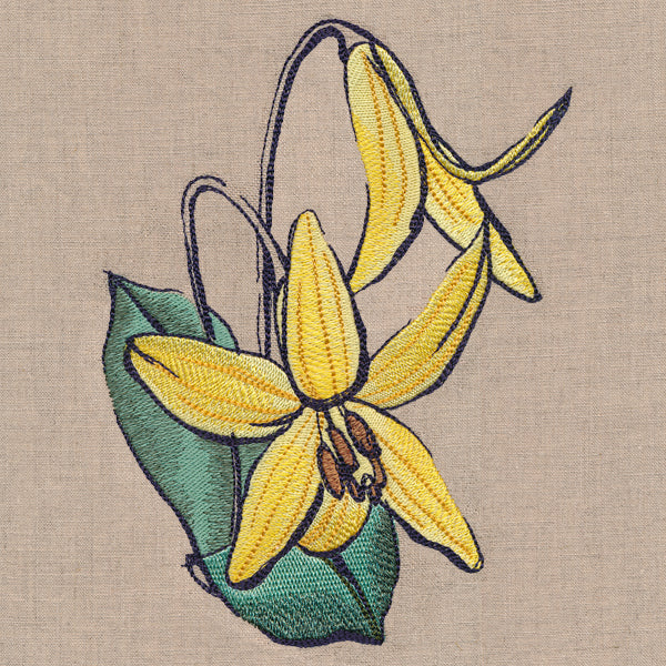 Flowers of the Forest - Trout Lily - Image 4