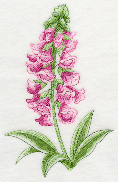 Foxglove Beauty - Image 3