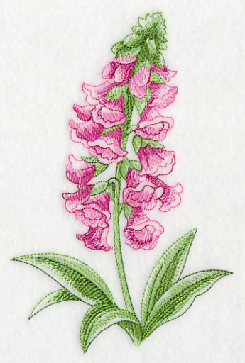 Foxglove Beauty - Image 4