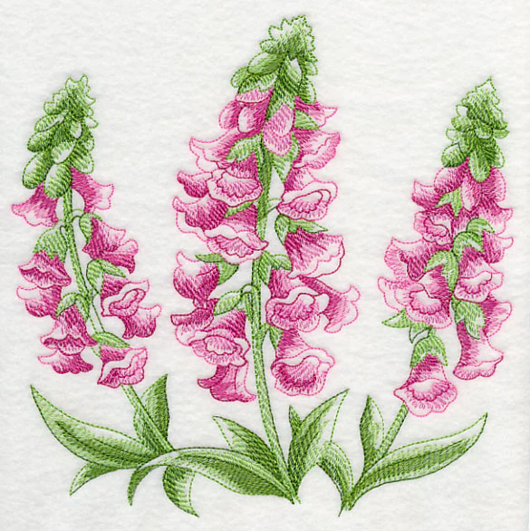 Foxglove Sketch - Image 6