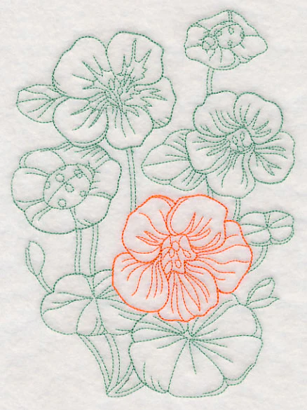 Garden Nasturtium Etching - Image 2