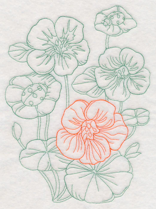 Garden Nasturtium Etching - Image 6